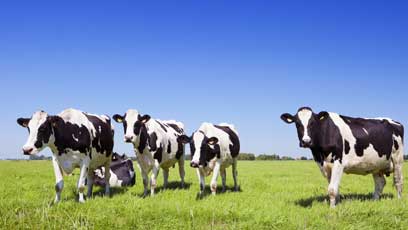 dairy cow nutrition supplements