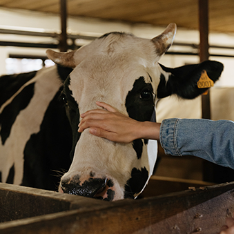 suplementos nutricionales para vacas