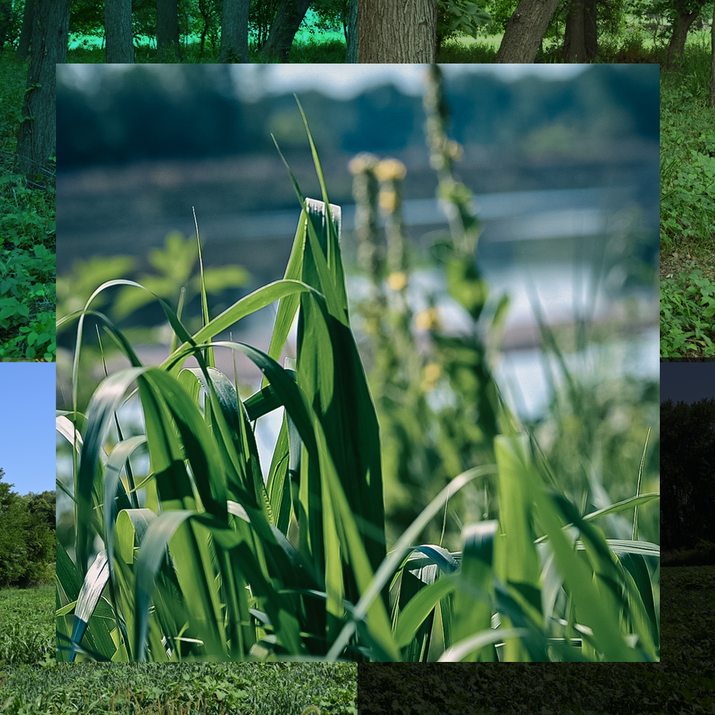 Iowa Wetlands in Eddyville