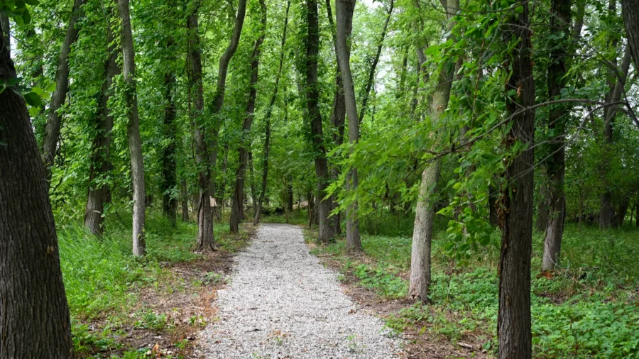 A gravel path runs through a green forest with tall trees and dense foliage on both sides.