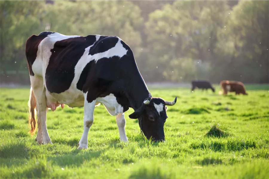 A black and white cow grazes on green grass in a sunlit field, with other cows visible in the blurred background.