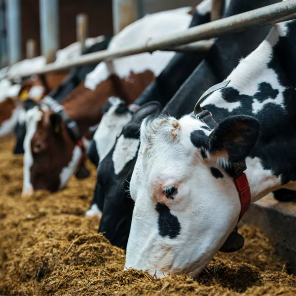 Several dairy cows with black and white markings eat feed in a row inside a barn.