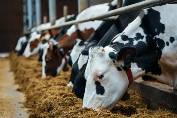 Several dairy cows in a row eat hay from a feeding trough inside a barn.