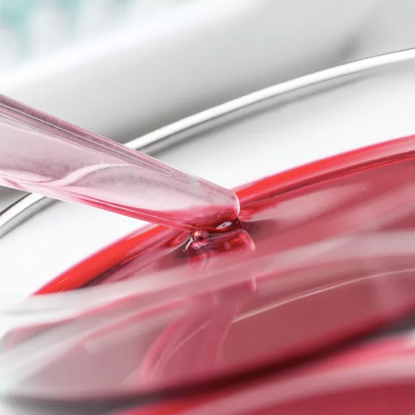 A close-up of a pipette dispensing red liquid into a petri dish, likely in a laboratory setting.