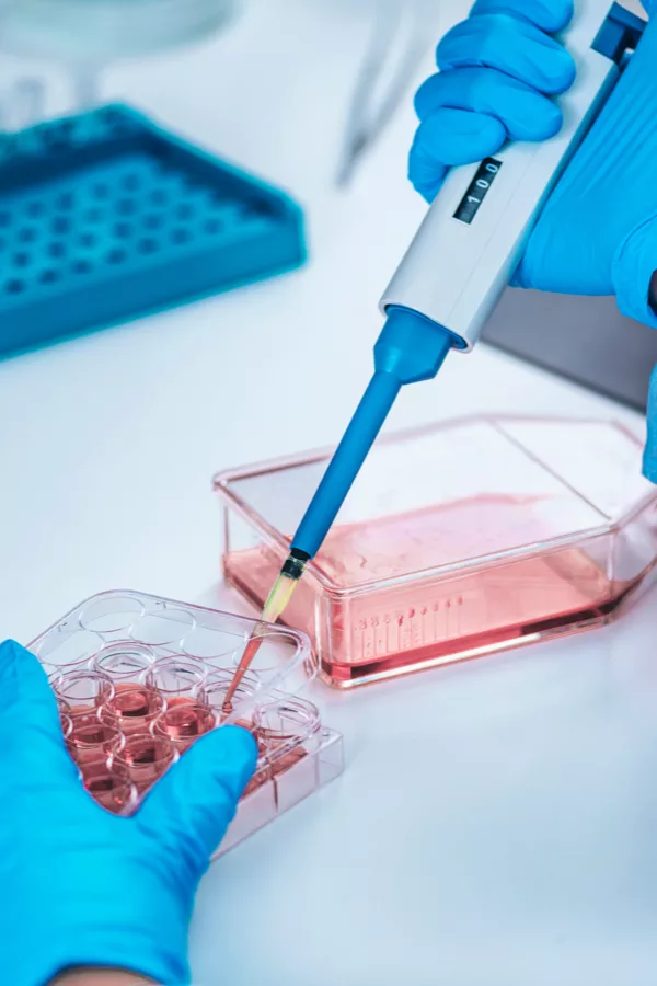 Gloved hands use a pipette to transfer pink liquid into a multi-well cell culture plate in a laboratory setting.