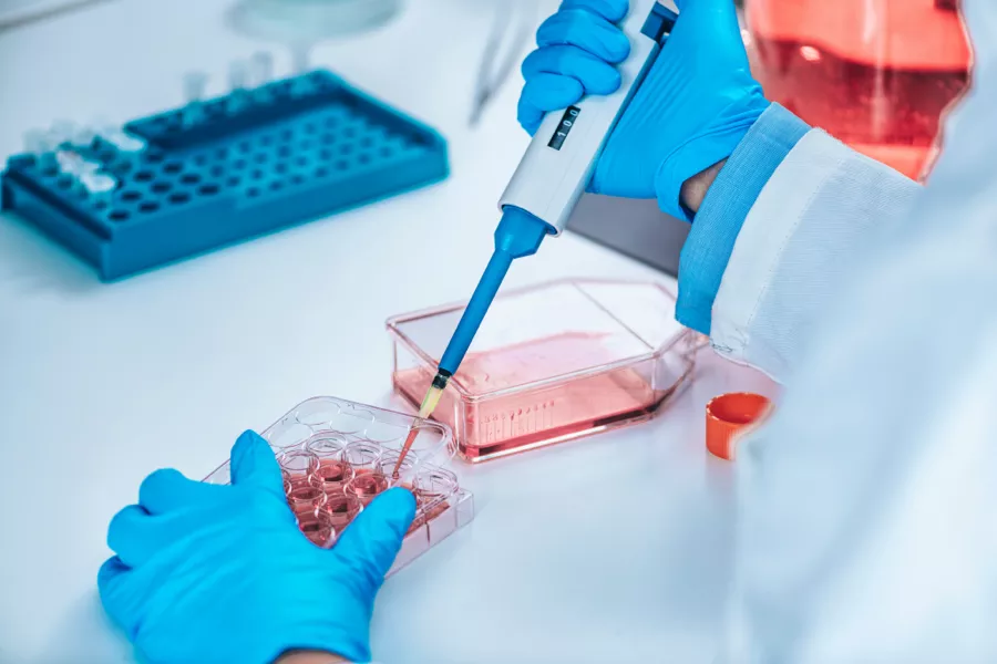 A person wearing blue gloves uses a pipette to transfer pink liquid into a multi-well plate on a laboratory workbench.