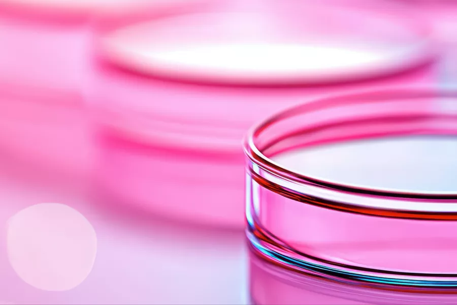Close-up of an empty, transparent petri dish with a pink tint, placed on a glossy surface, with another dish blurred in the background.