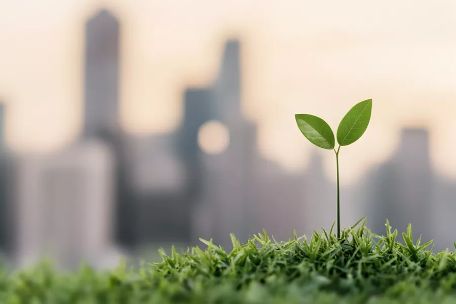 A small green plant with two leaves grows out of grass, with a blurred city skyline in the background.