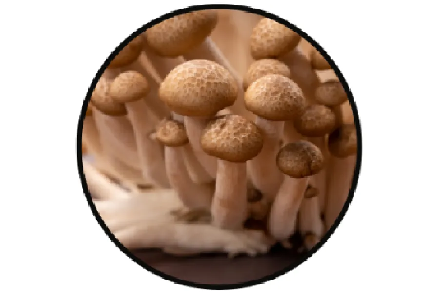 Close-up view of a cluster of brown mushrooms with textured caps, surrounded by white stems, inside a black circular frame.