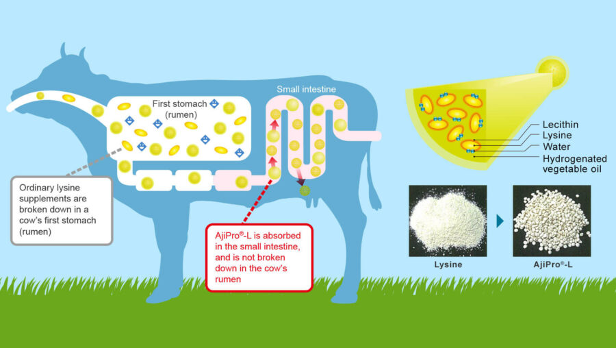 El diagrama muestra cómo el suplemento de lisina Ajipro®-L se protege de la degradación en el rumen de la vaca, lo que permite su absorción en el intestino delgado. Los recuadros muestran la composición y el aspecto del suplemento.