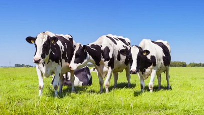 Four black and white cows stand and walk on green grass in a field under a clear blue sky, with one cow lying down in the background.