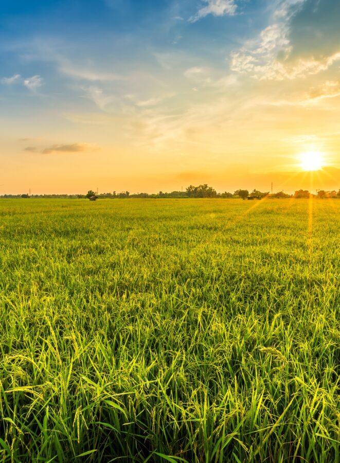 A green field of grass or crops under a clear sky at sunset, with the sun low on the horizon and trees visible in the distance.