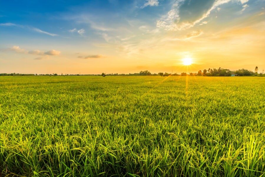 A wide green field of crops under a partly cloudy sky with the sun low on the horizon, casting a golden light across the landscape.