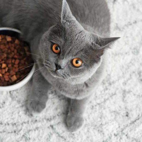 pet nutrition supplements